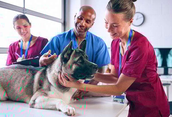 Dog on table being examined by vet team